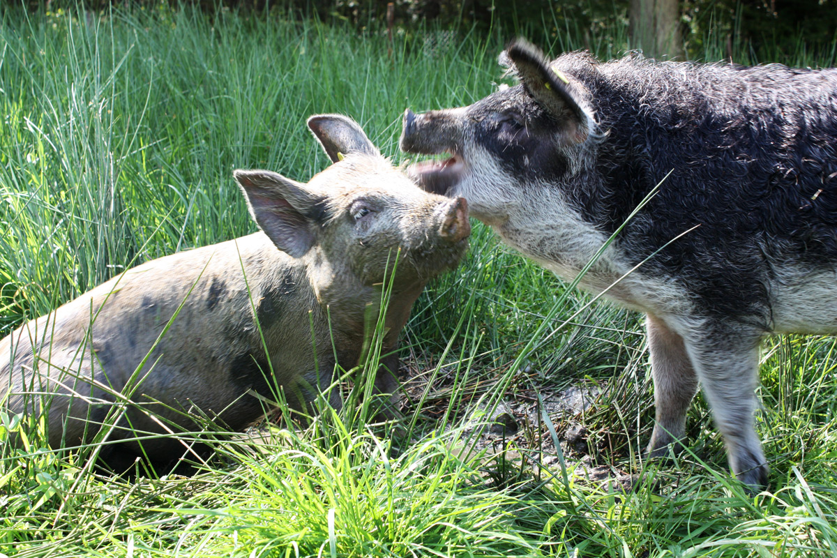 Les animaux de la ferme