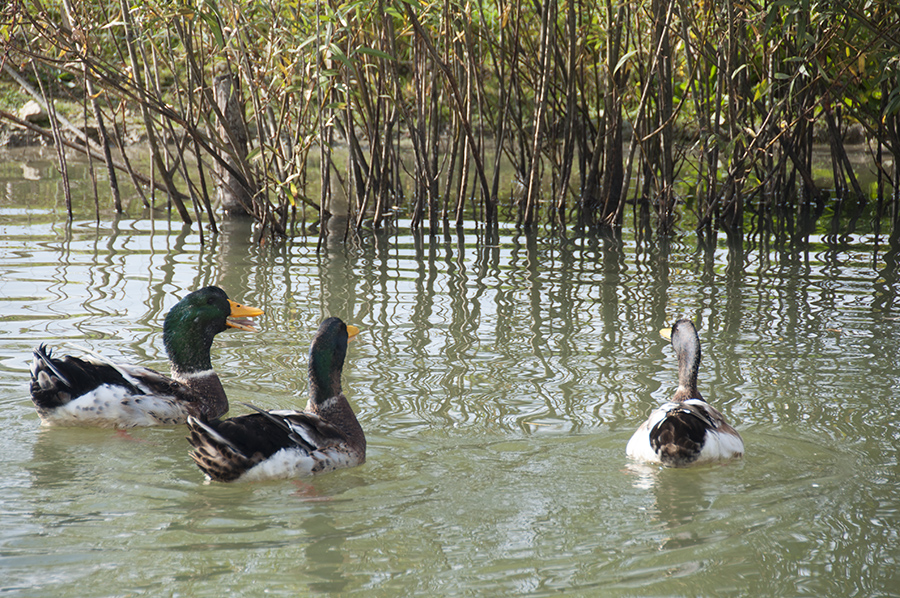 canards