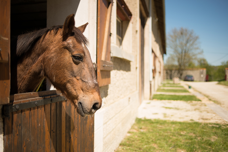 cheval