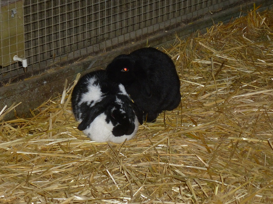 lapines, sauvetage
