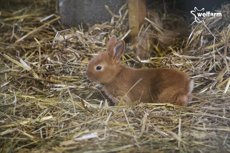 Naissance lapineaux la hardonnerie welfarm