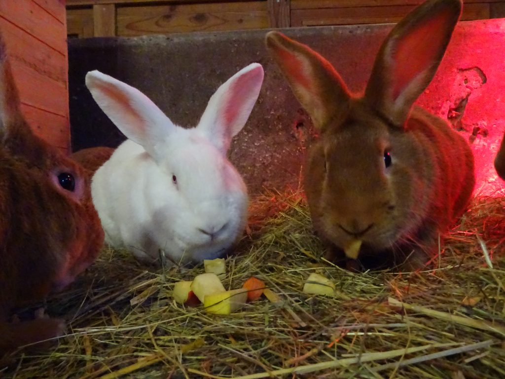 Repas de Noël des animaux