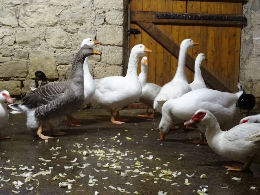 Repas de Noël des animaux