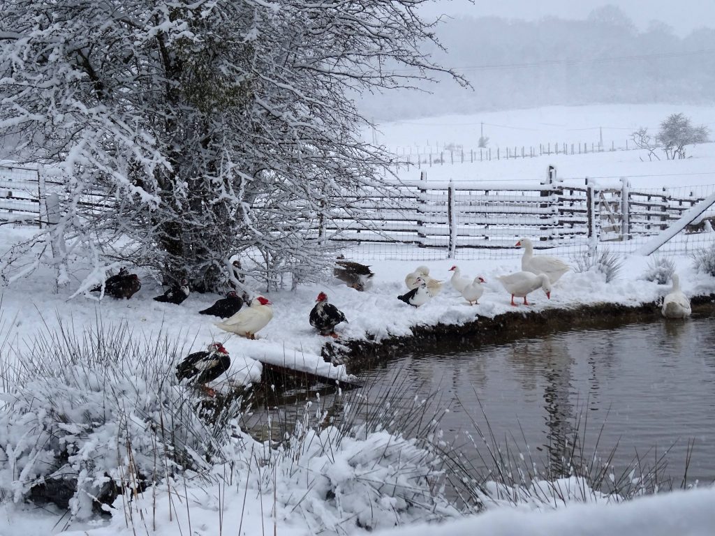 Poules, canards et oies sous la neige à La Hardonnerie