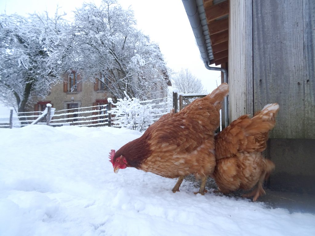 Poules sous la neige à La Hardonnerie