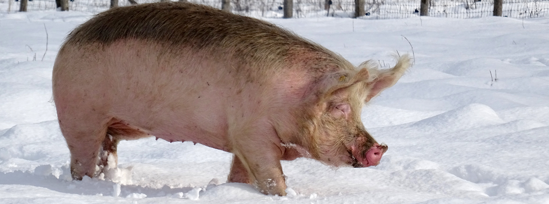 15 cm de neige à La Hardonnerie ferme refuge et éducative de Welfarm