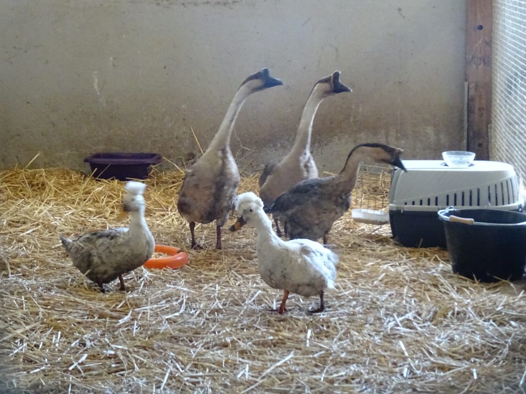canards & oies