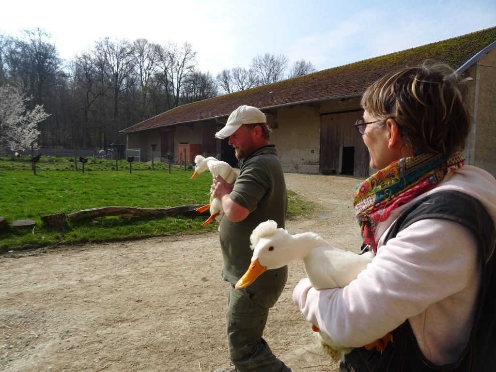 canards