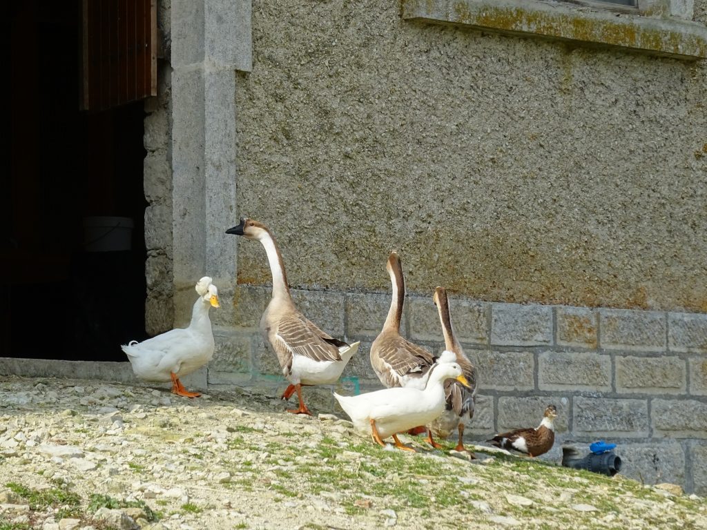 canards et oies