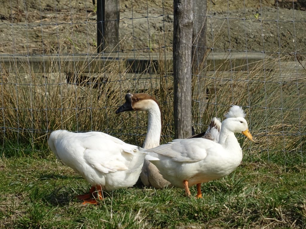 canards