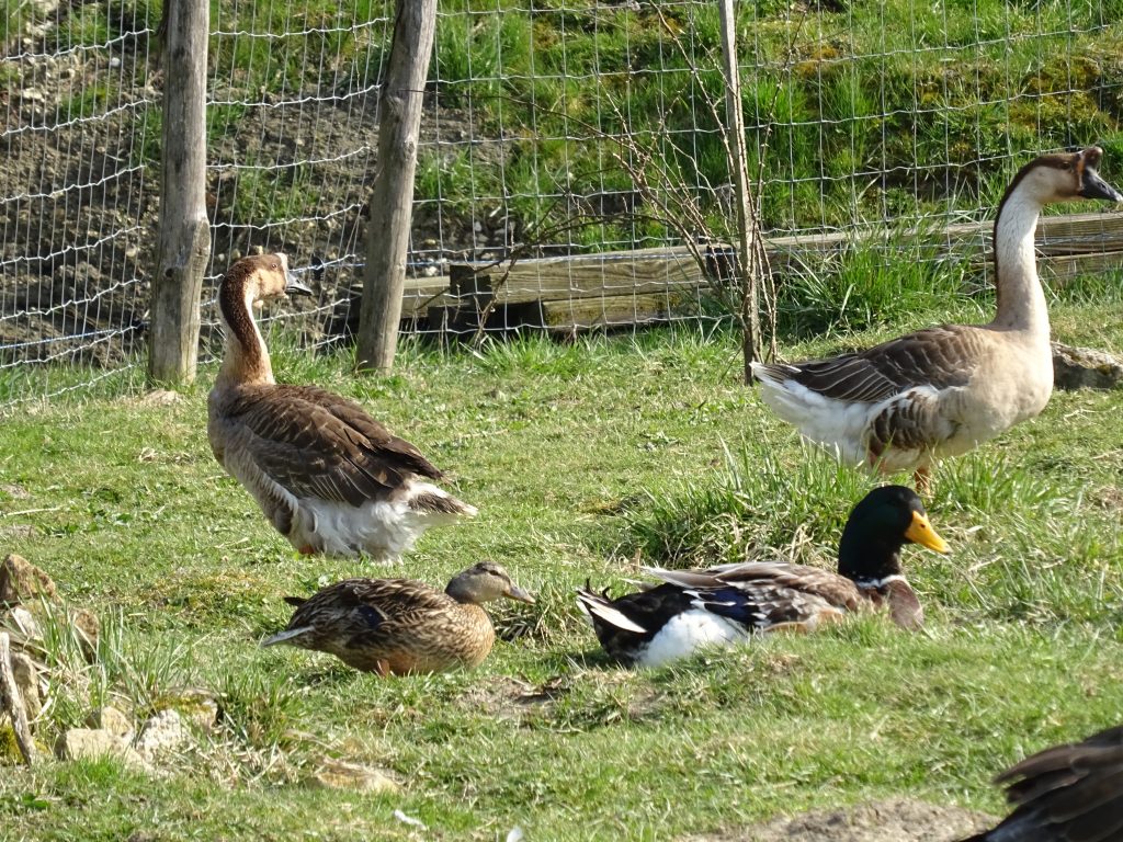 canards et oies