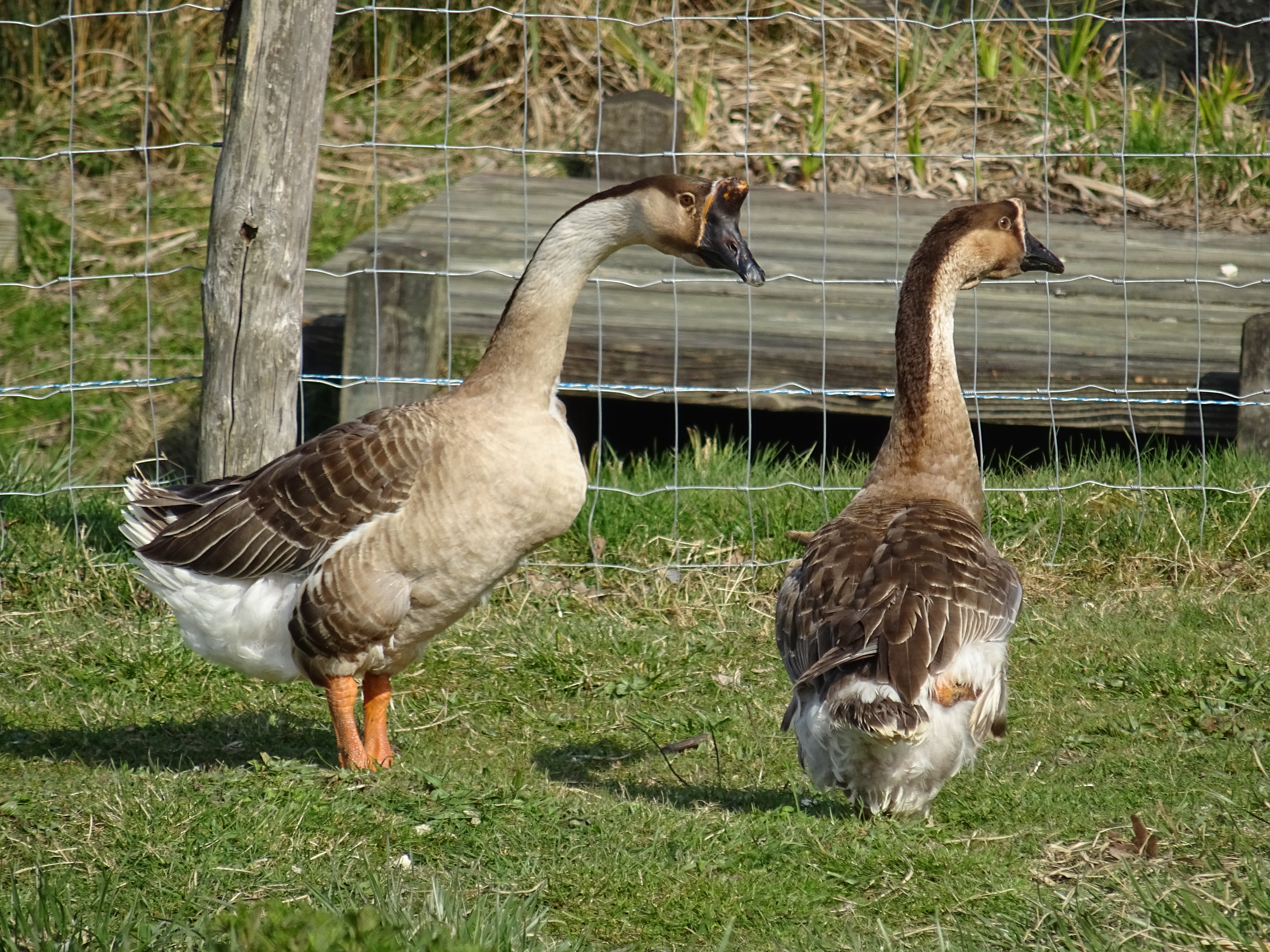 Des nouvelles des animaux sauvés de l'enfer d'un parc animalier sauvetage