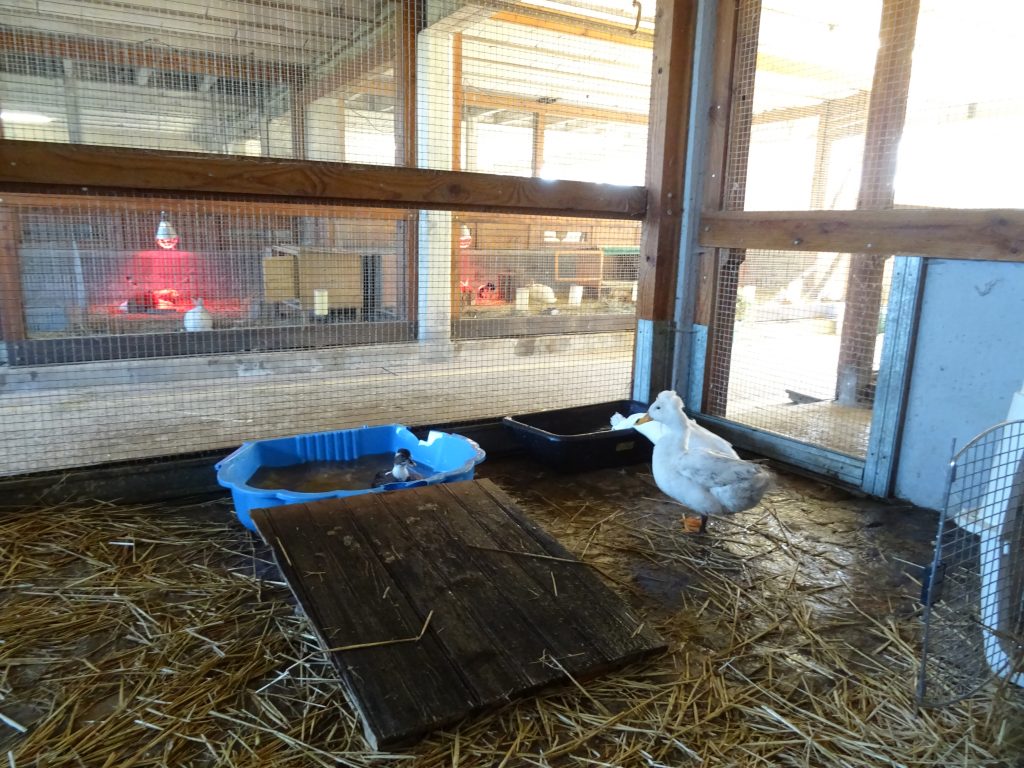 canards