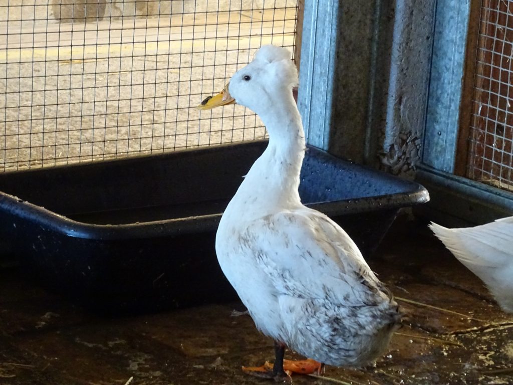 Canard