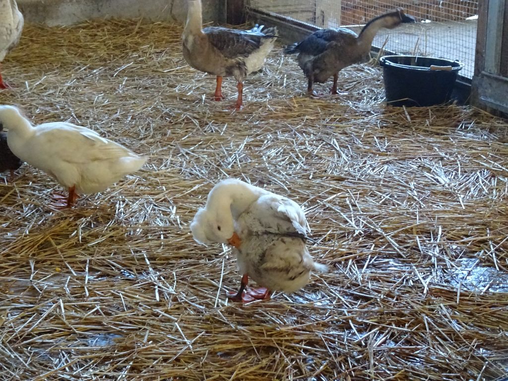 canard