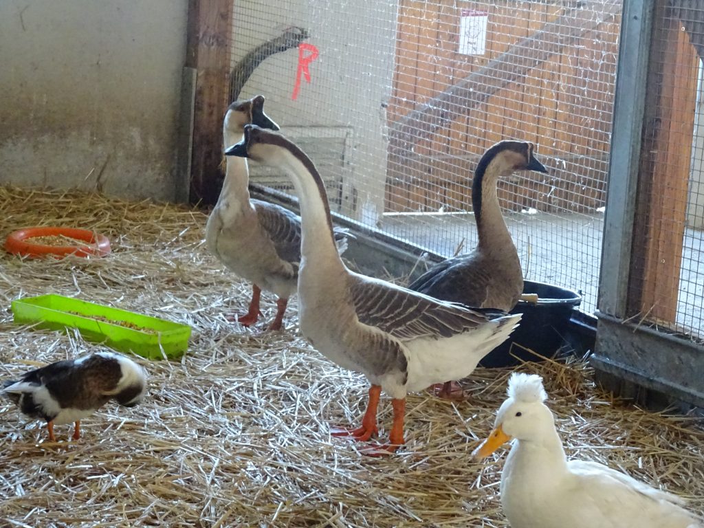 canard