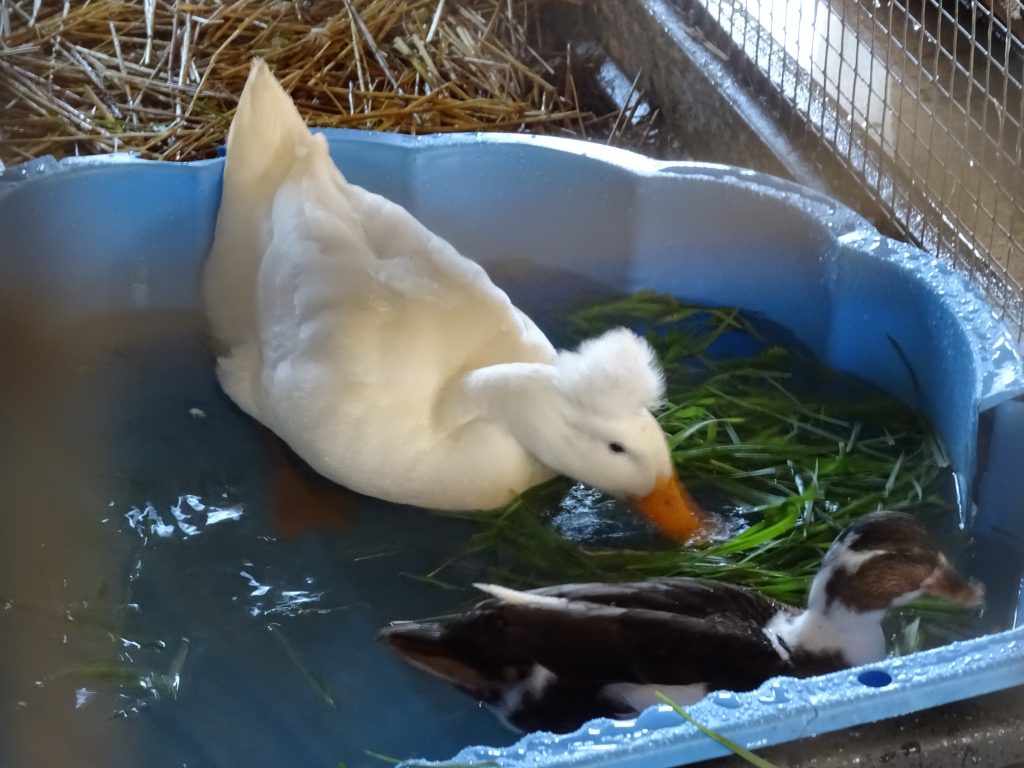 canard