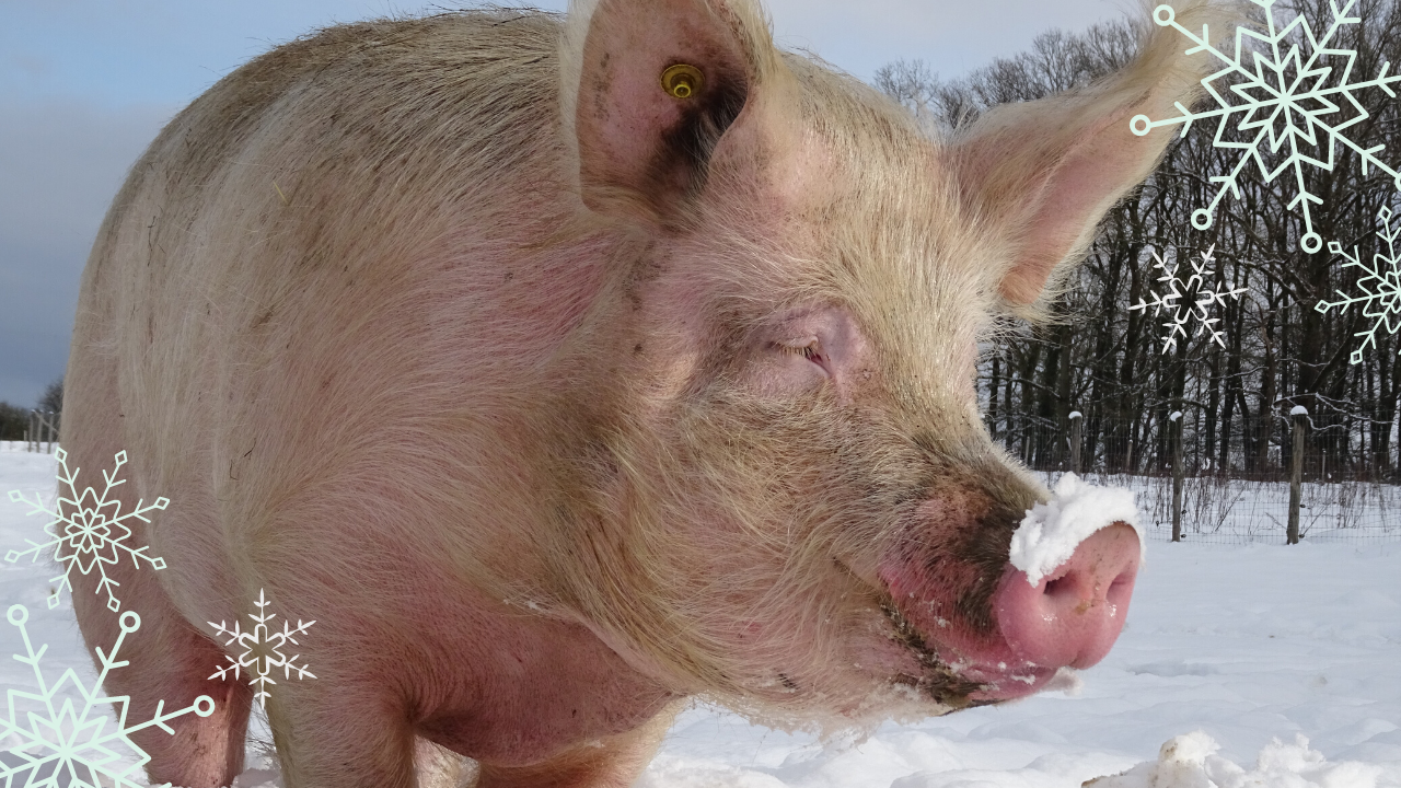 Noël des animaux La Hardonnerie