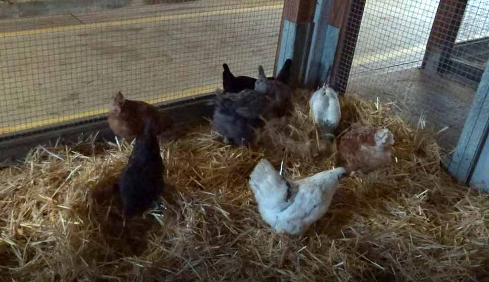 nouvelles-poules