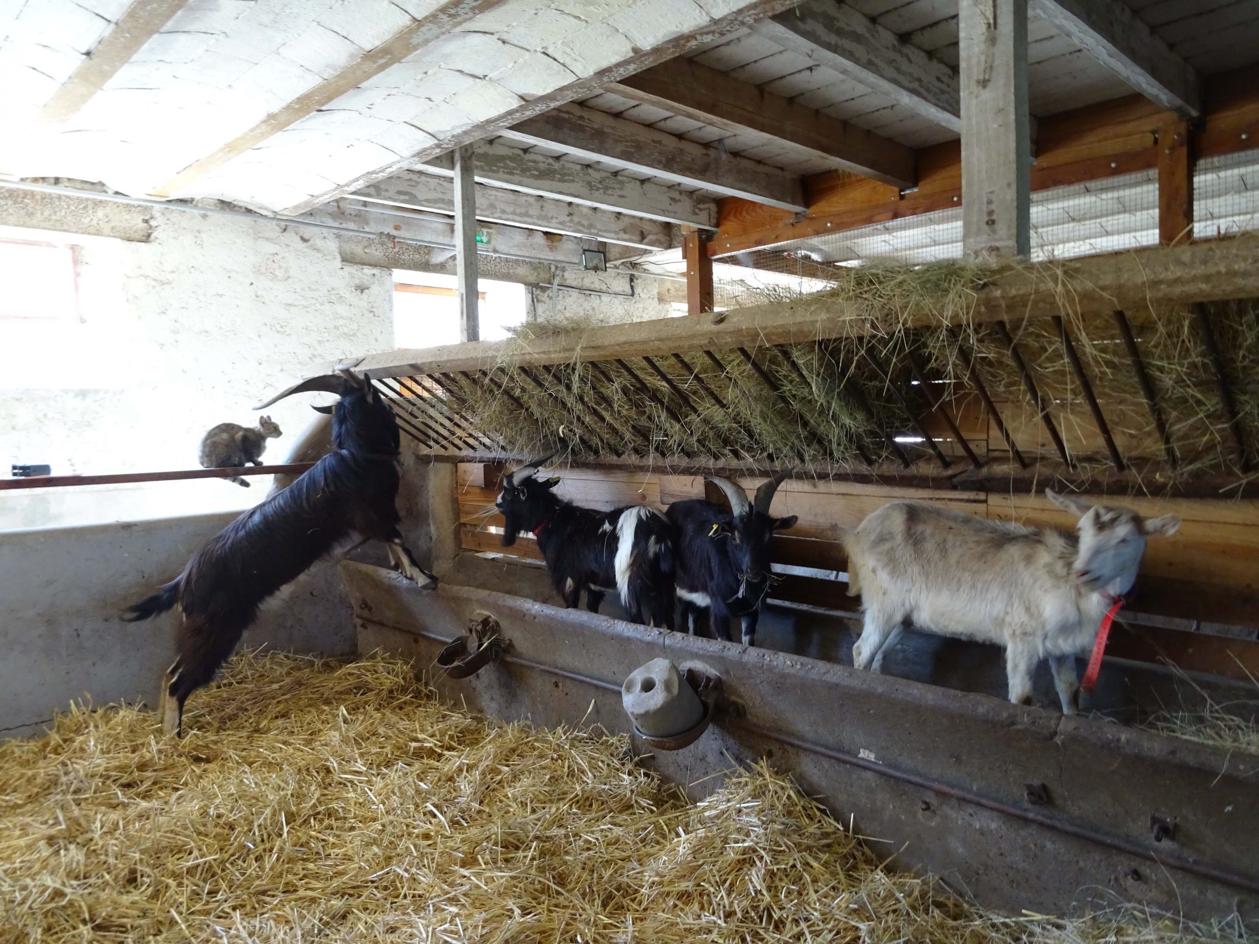 Nouvelles chèvres