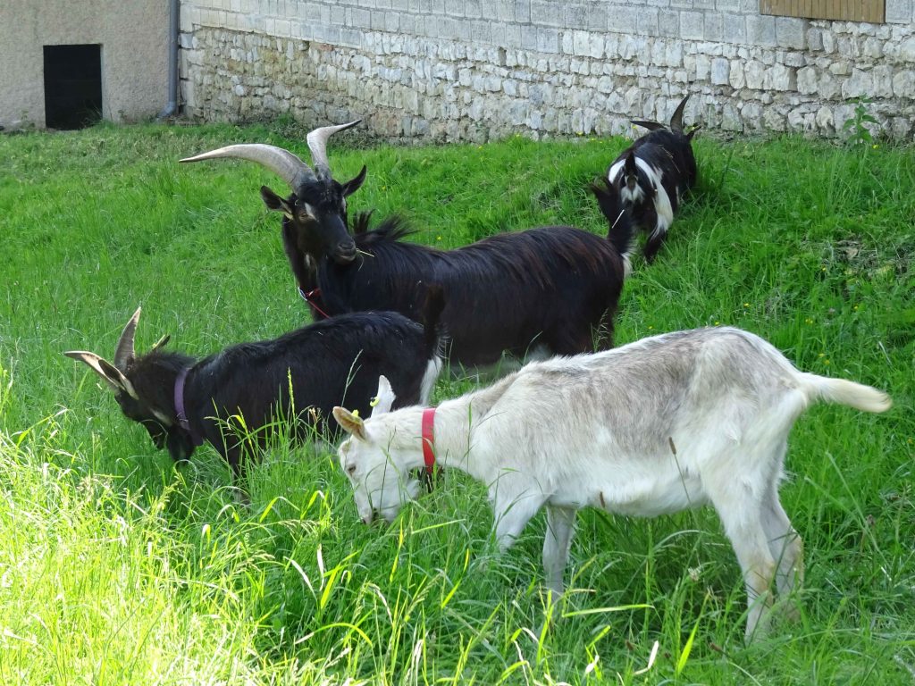 nouvelles-chevres