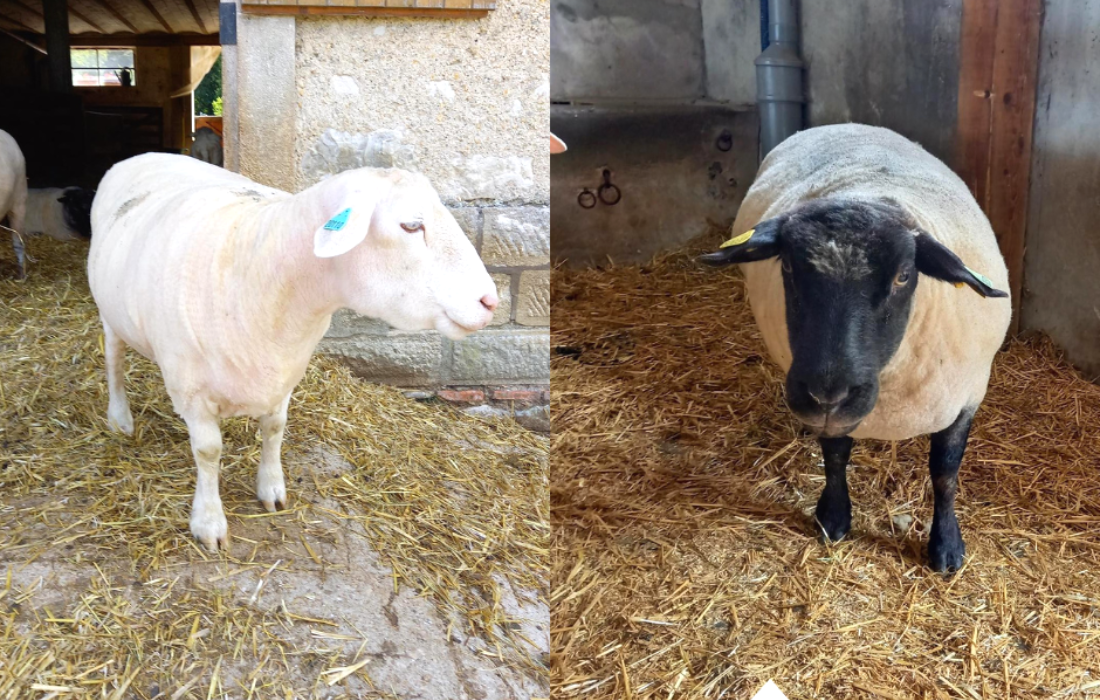 A gauche, un mouton à tête blanche et à droite un mouton à tête noire, les deux fraîchement tondus.