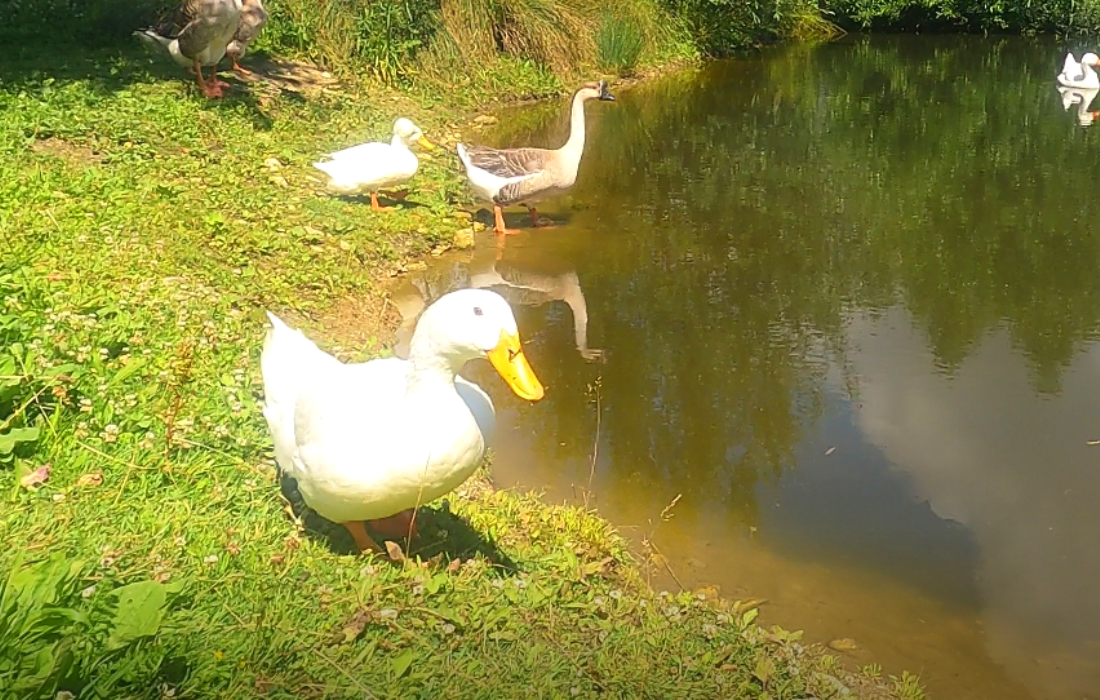 Un canard blanc au bec jaune dans l'herbe au bord d'une mare.