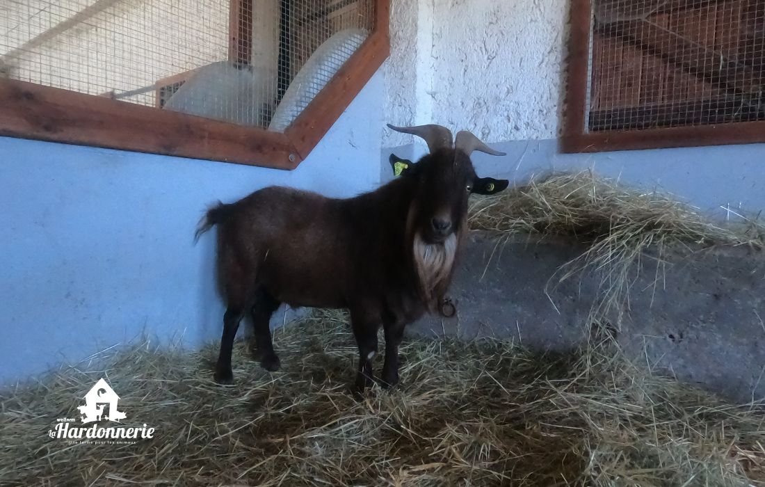 Un bouc brun avec une barbe dans un enclos avec de la paille.