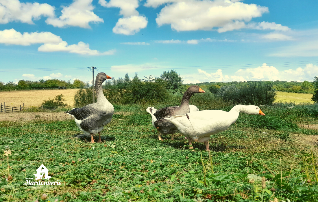 Deux oies grises et une blanche marchent dans de l'herbe le bec pointé vers la droite.