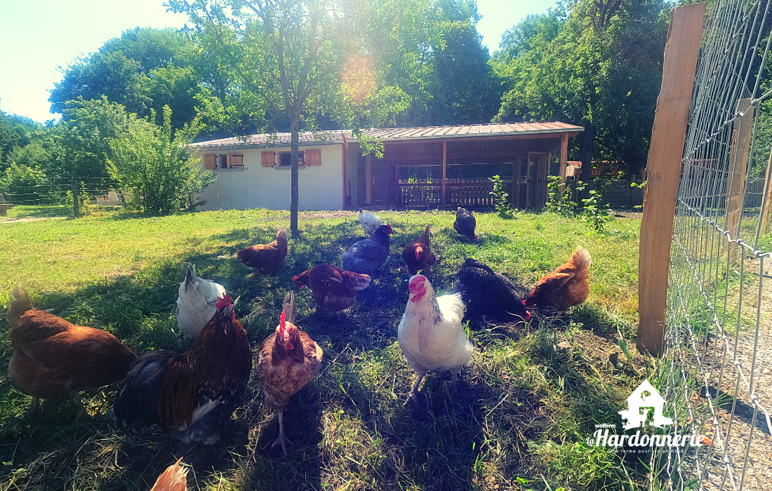 Des poules dans sur de l'herbe avec un poulailler ne arrière-plan.