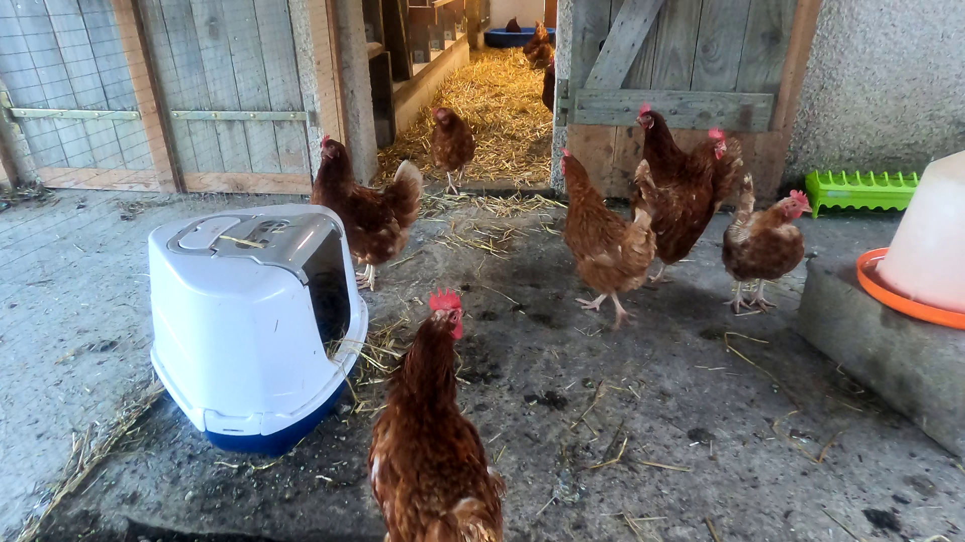 sauvetage de poules en Lorraine Meuse refuge