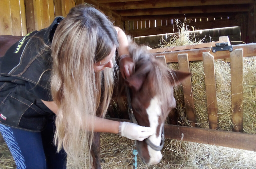 Soin œil cheval 