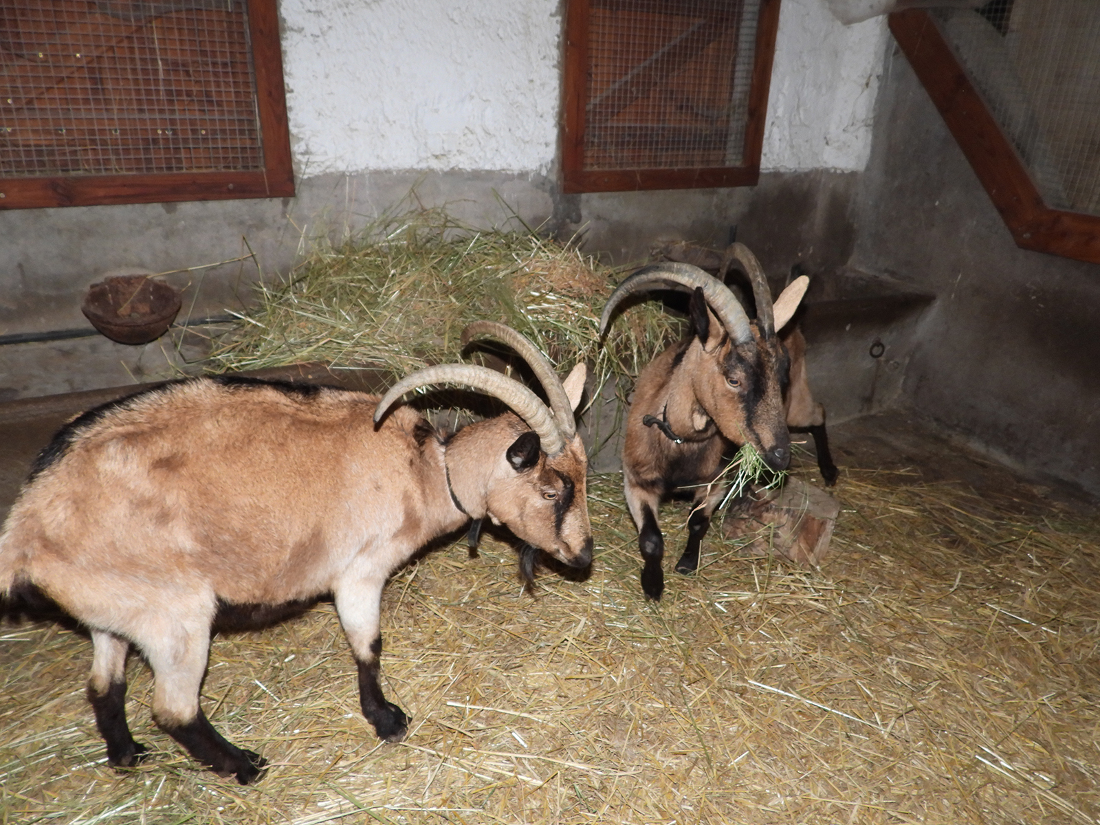 Deux chèvres sont arrivées à La Hardonnerie