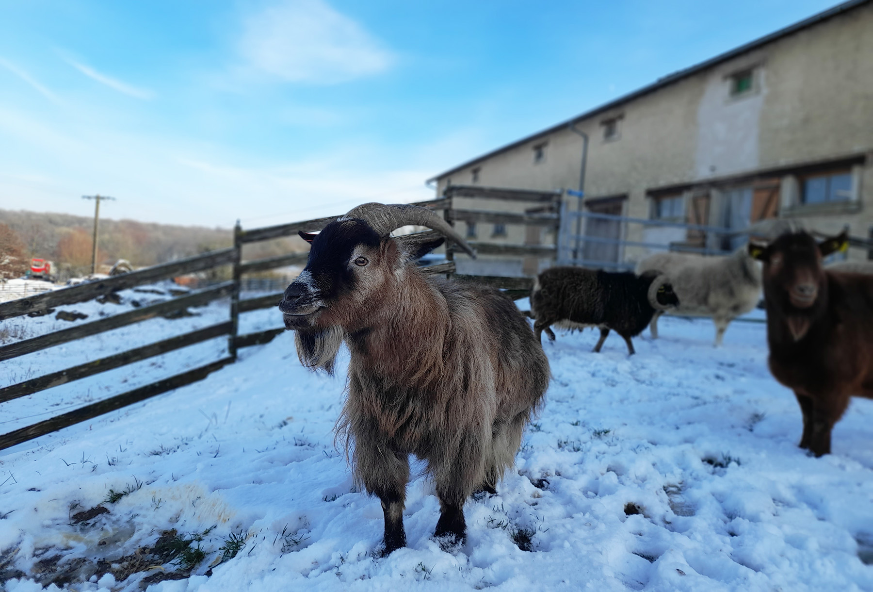 Bouc dans la neige