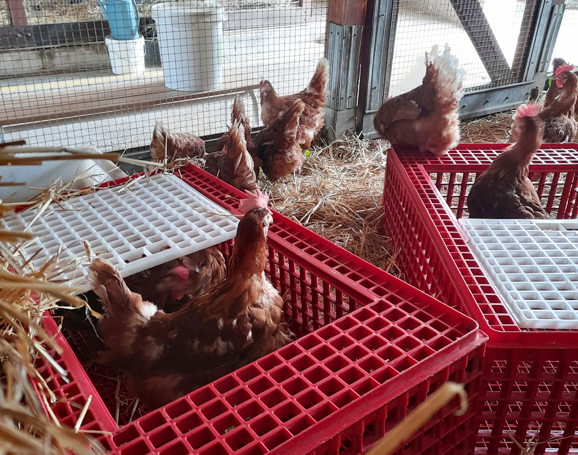 Poules La Hardonnerie