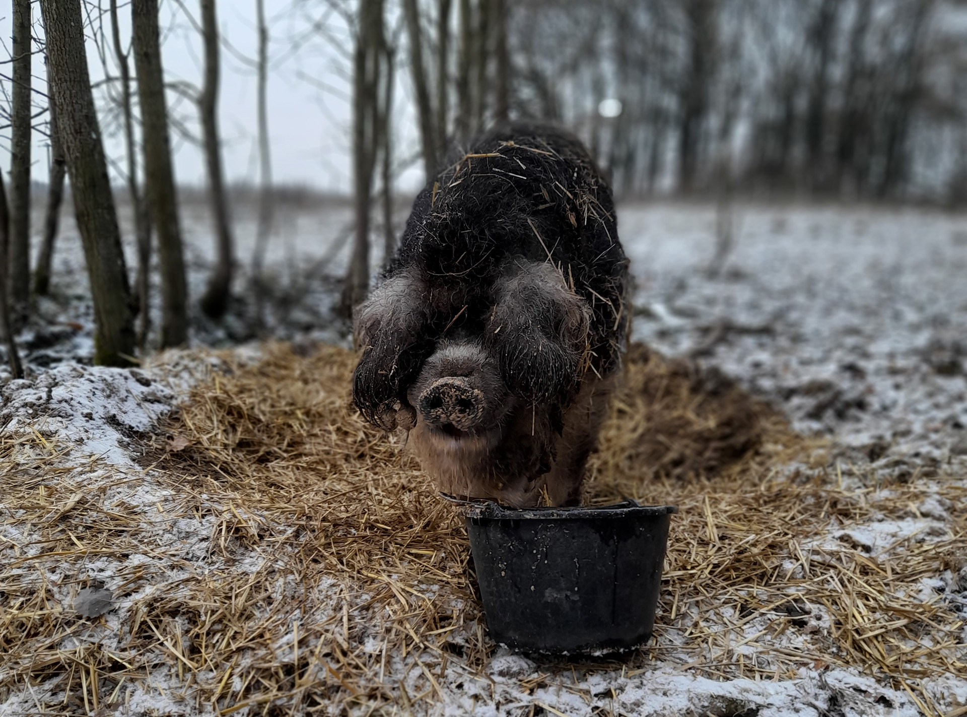 Oscar le cochon.