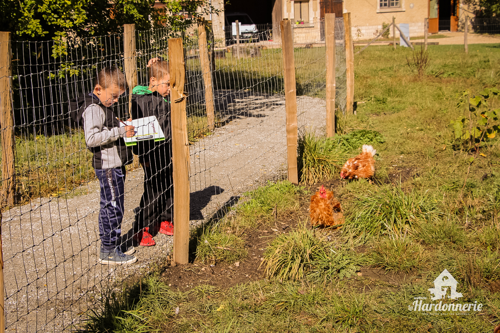 Enfants étudiant le comportement des poules